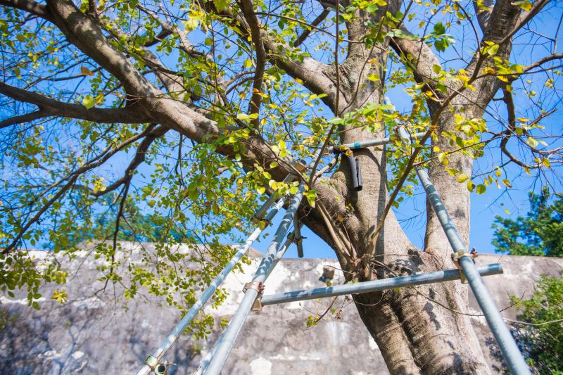 Inside Tree Support Systems