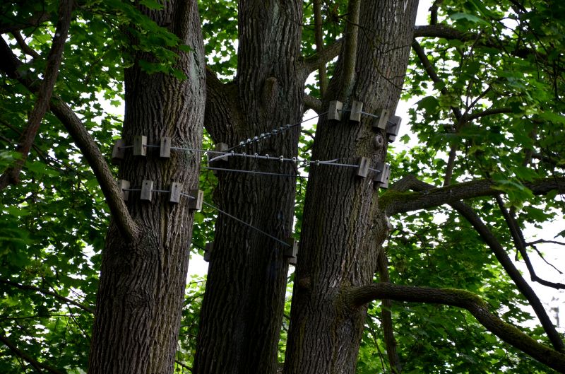 Completed Tree Support System