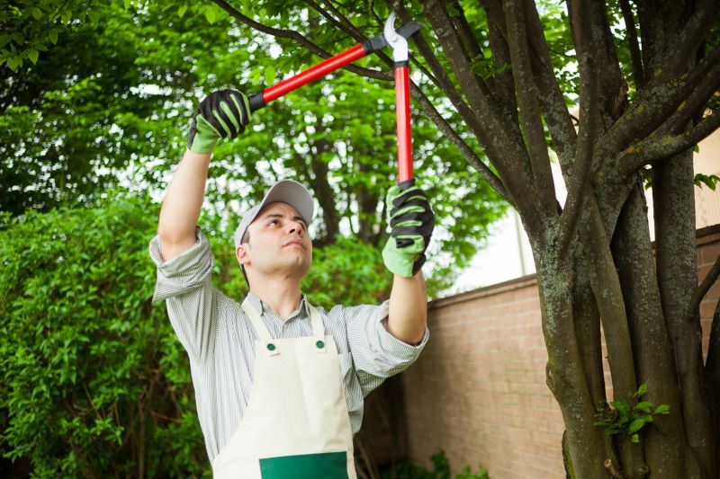Specialized Tree Surgeons